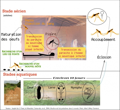 Figure 1. Cycle épidémiologique du paludisme – Epidemiologic cycle of malaria
