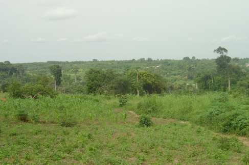 Figure 4. Le paysage de savane arbustive à Tori-Bossito – The landscape of shrubby savannah in Tori-Bossito