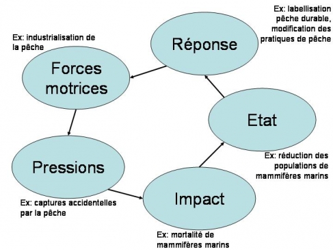 Figure 2. Le cadre conceptuel Forces motrices-Pression-Etat-Impact-Réponse (DPSIR).