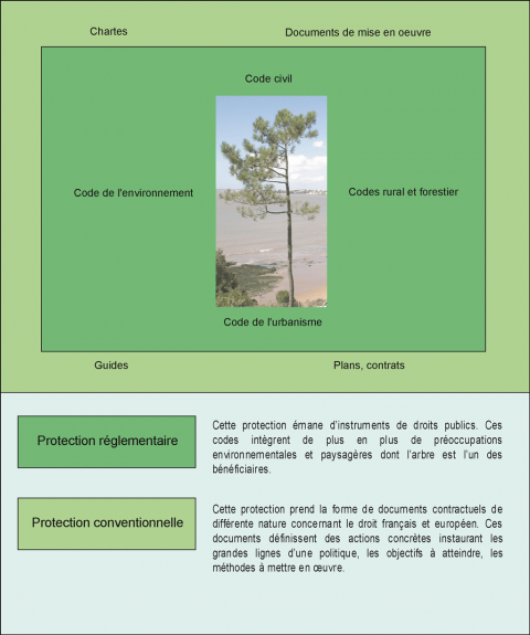 Figure 10. Quelle protection juridique des arbres ? <em>What legal protection is there for trees ?</em>