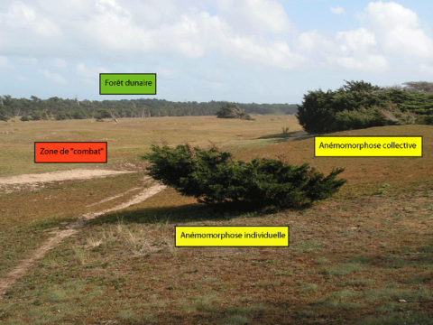 Figure 3. Arbres et contraintes du milieu littoral. <em>Trees and constraints of the coastal environment</em>