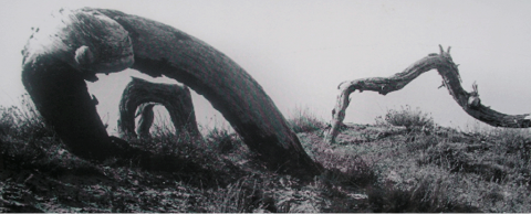 Figure 8. Pins, patrimoine, et appropriation de l’espace. Pine trees, land ownership, and appropriation of the environment (dunes to the south of the Ferret Cape [in the French department of Gironde])