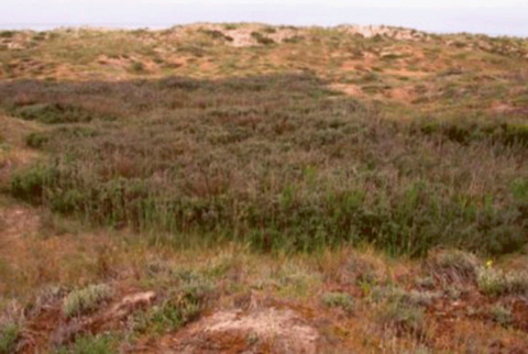 Figure 9. Extension d’un fourré de saules. Expansion of a thicket of willows (dunes to the north of Boulogne-sur-Mer [French department of Pas-de-Calais])