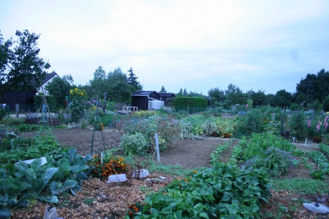 Figure 3. Les jardins familiaux du lotissement Aristide Porcher