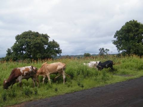 Figure 10. Transhumance à Borgou