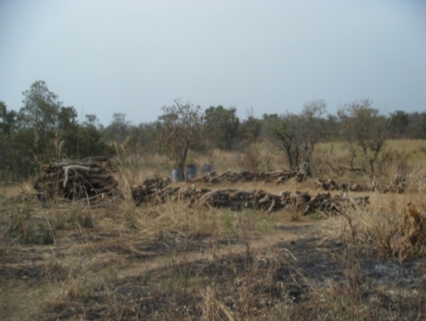 Figure 17. Tas de bois en attente pour la vente