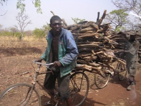 Figure 18. Ramassage de bois pour la vente à Gbemba