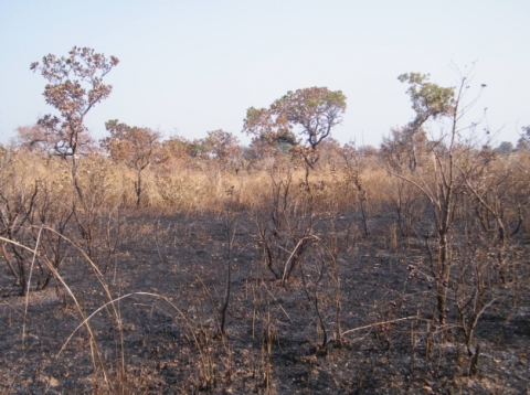 Figure 22. Effets nocifs du feu sur la régénération et les peuplements d’arbres de la réserve de l’Oti-Mandouri