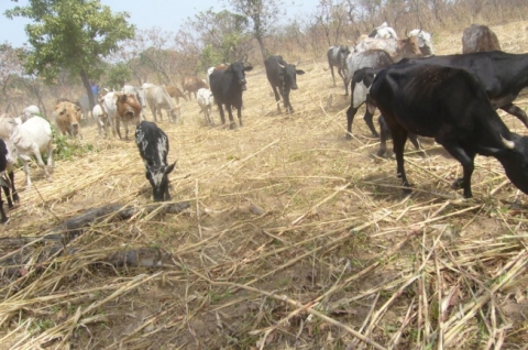 Figure 9. Transhumance à Nangbati