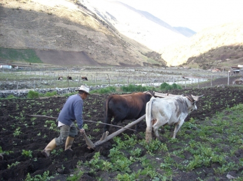 Figure 5. Gavidia, un terroir où domine encore de nos jours l’agriculture traditionnelle (parcelle de papa negra)