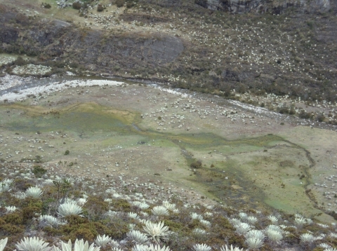 Figure 8. Zone humide du páramo de Gavidia