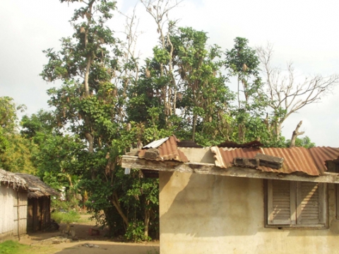 Figure 4. Nyango abandonné dans un village Ehotilé. Le « propriétaire » ayant quitté le village depuis un long moment, personne n’ose toucher à l’arbre (Newbouldia laevis).