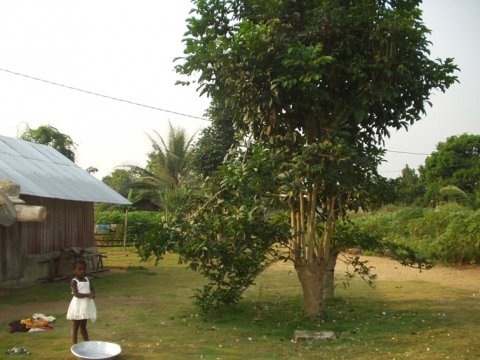 Figure 5. Nyango dans une cour Ehotilé. Entre deux périodes d’adoration, l’arbre remplit une fonction de plante d’ornement.