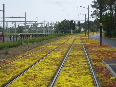 Figure 4. Verdissement des voies de tram à Montpellier : le sedum, plante grasse, près du dépôt Le Mans