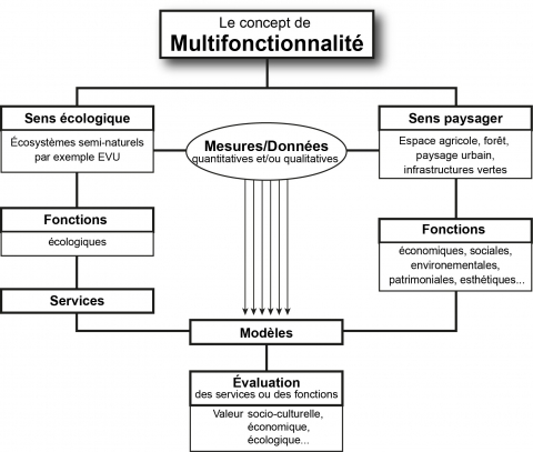 Figure 3. Représentation schématique de la relation entre multifonctionnalité et services écosystémiques