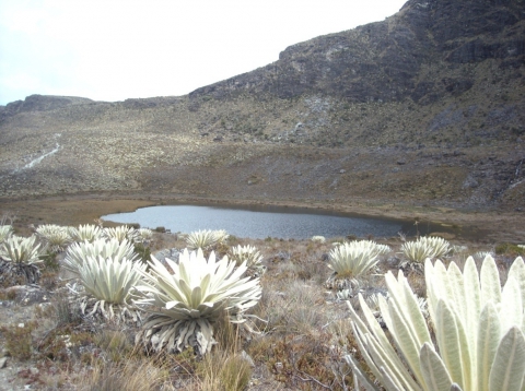 Figure 7. Au premier plan, des frailejónes (espeletia schultzii), espèce endémique du páramo, au second plan, une laguna du páramo de Gavidia