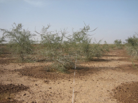 Figure 3. Reboisement du plateau latéritique ; plantation en demi-lunes de Bauhinia rufescens (Kirib Kaina, nord Fakara ; photo A. Génin, 2009).