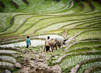 Alimentation et agriculture au Vietnam, Nations Unies