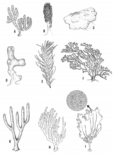 Figure 1. Types morphologiques des colonies de gorgones.
