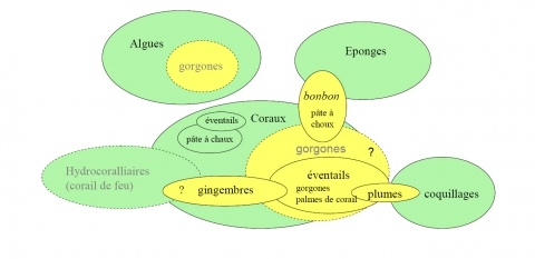 Figure 3. Organigramme illustrant la nomenclature populaire attribuée aux groupes assimilés aux gorgones ou les englobant et les correspondances supposées entre catégories.