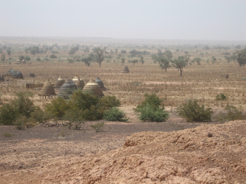 Figure 4. Paysage agroforestier typique dominé par le gao (Faidherbia albida) et les champs de mil. Village de Kirib Kaina (nord du Fakara, Niger : photo A. Génin, 2009).