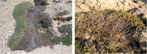 Figure 3. Photographies de branchages nécrosés chez Astragalus tragacantha (à gauche) et Thymelaea tartonraira (à droite) / Photographs of necrotic branches in Astragalus tragacantha (left) and Thymelaea tartonraira (right).