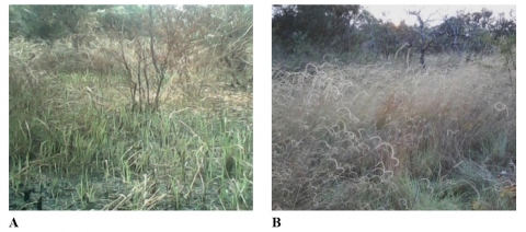 Figure 13. Repousse et maturation actives des herbacées après un incendie.