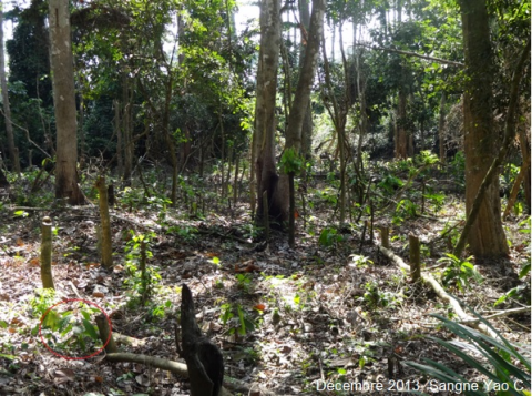 Figure 7. Nouveau défrichement montrant la présence de jeunes plants de cacaoyers comme celui entouré en rouge / New clearing showing the presence of seedlings of cacao trees as that surrounded in red.