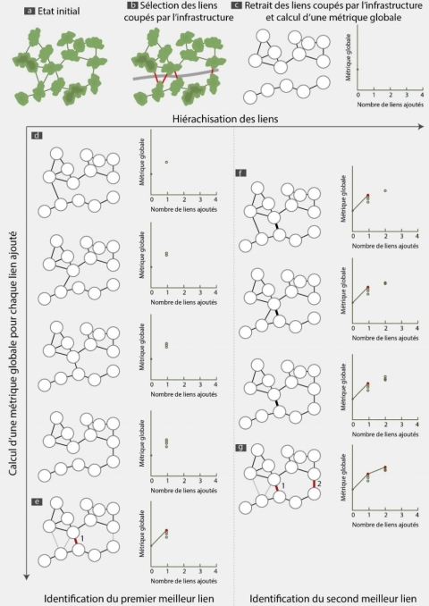 Figure 1. Test itératif de chaque lien candidat pour la localisation de passages à faune. Parmi les liens coupés par une infrastructure (a et b), l’analyse identifie tout d’abord le premier lien à ajouter dans le graphe paysager pour maximiser une métrique de connectivité calculée à l’échelle du graphe entier (chaque valeur de la métrique obtenue pour chaque test de lien est symbolisée par un point sur les graphiques, le meilleur est symbolisé en rouge) en testant un à un les liens sélectionnés en (b) (d à e). Dans un second temps, elle identifie ensuite itérativement les meilleurs liens suivants à ajouter au graphe paysager. Exemple de l’ajout du second meilleur lien (f à g).