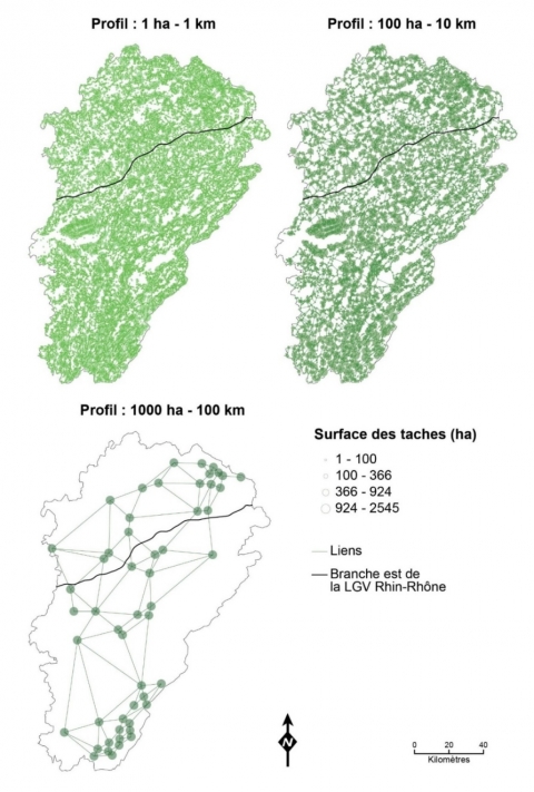 Figure 2. Représentation topologique des graphes paysagers des trois profils d’espèces forestières en Franche-Comté.