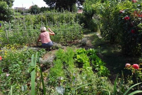 Figure 5. Hautes Bruyères, Villejuif, été 2013.