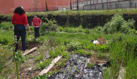 Figure 6. Une des jardinières du collectif Jardin Malin, Paris XIIIe accueille une petite visiteuse…