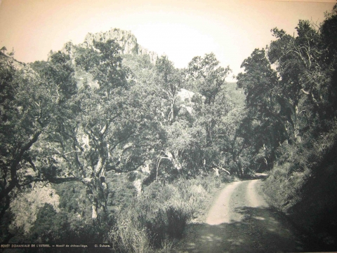 Figure 2. Photographie de la forêt domaniale de l’Estérel. Massif de chênes-lièges / Photography of the national cork-oaks forest of Estérel
