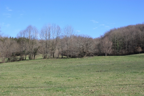 Figure 14. Haies arborées et arbres isolés conservés par un éleveur à Prat-Bonrepaux (Ariège). / Hedges and isolated trees maintained by a farmer at Prat-Bonrepaux (Ariege).
