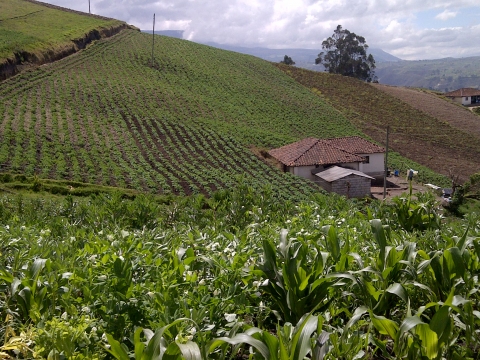 Figure 2. Paysage agraire dans la partie orientale du canton de Salcedo en 2015