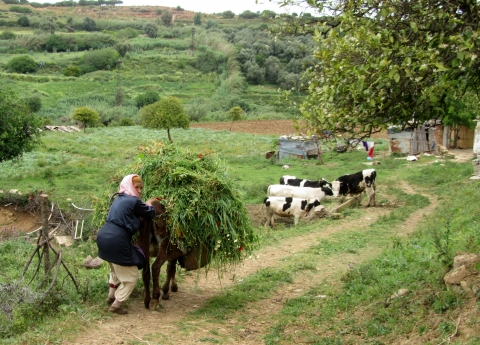 Figure 7. Agriculture familiale dans une des 3 vallées traversant l’agglomération de Meknès, la campagne dans la ville.