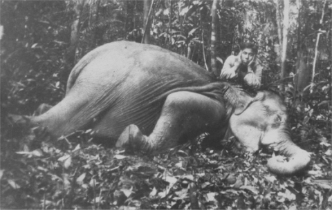 Figure 4. Musa bin Yusoff, game warden de Johor avec un éléphant qu’il a abattu, 1933 / Musa bin Yusoff, Game Warden Johor with a shot elephant, 1933.