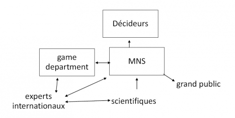 Figure 7. Circulation de l’information dans les réseaux animés par la MNS et le game department dans les années 1960 / MNS and the Game Department’s information networks in the 1960s.