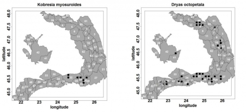 Figure 13. La répartition des espèces dominantes utilisée pour décrire la végétation des prairies avec un substrat basiphile de l’étage alpin et subalpin (classe Carici rupestris – Kobresietea bellardi).