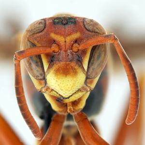 Polistes exclamans