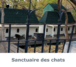 Sanctuaire des chats 