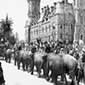 Parade de cirque d'éléphants passant devant l'édifice de l'Est. Source : Bibliothèque et Archives Canada / Canada, ministère des Mines et des Relevés Techniques / PA-034081