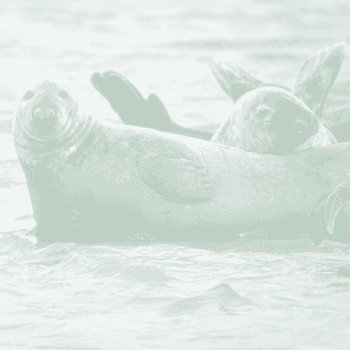 Picture of Seals