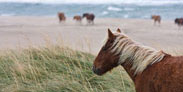 Sable Island to be Protected as a National Park