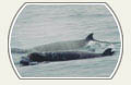 Image: Baleine à bec commune