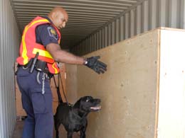 Chiens détecteurs
