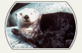 Image: Sea Otter