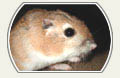 Image: Ord's Kangaroo Rat