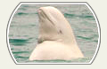 Image: Beluga Whale