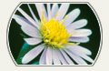 Image: Crooked-stem Aster